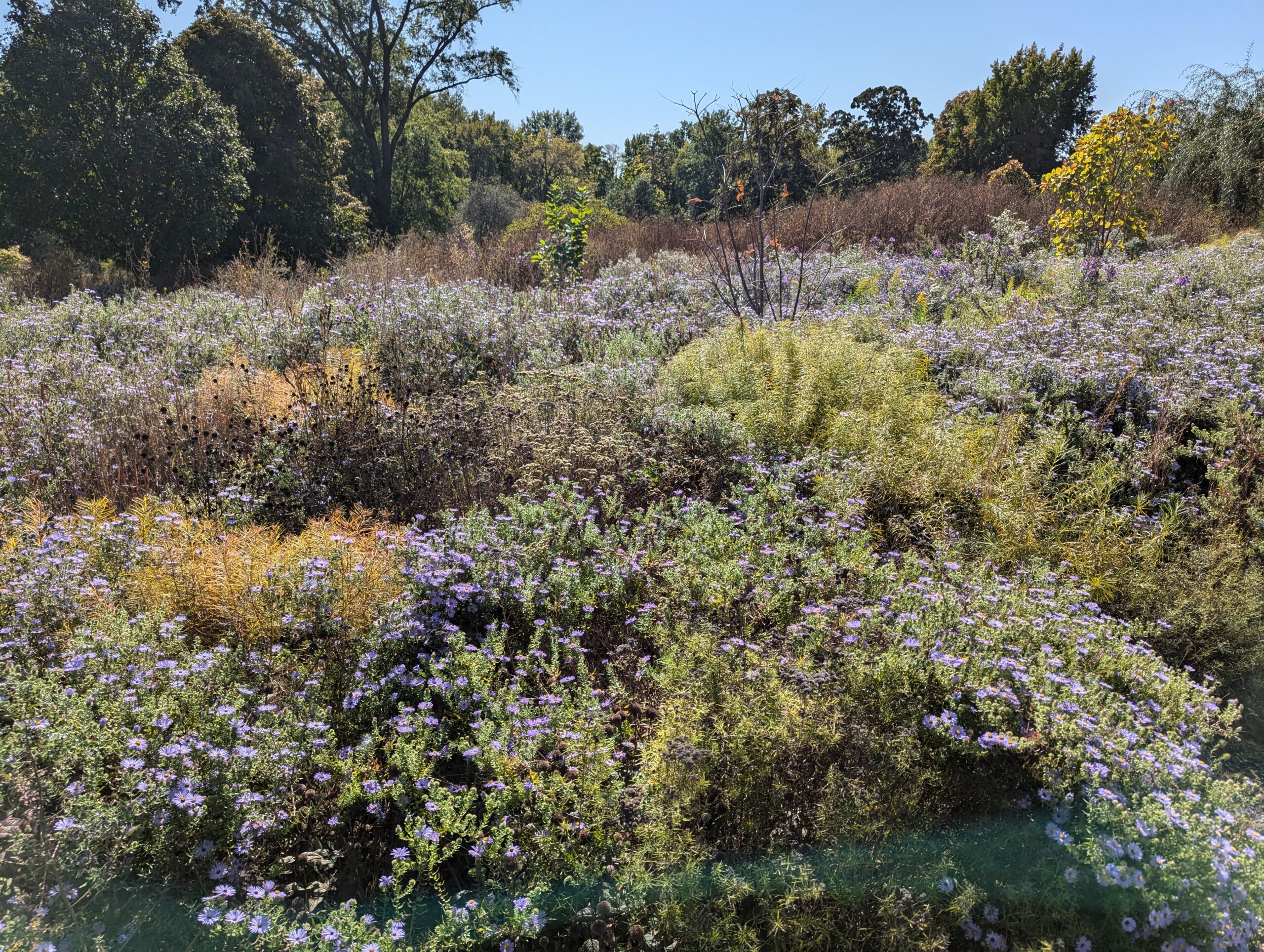 Prairie grasses and perennial plants in late-season light